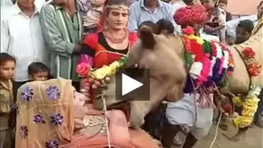 Ajab Desh Ki Gajab Tamasha – Camel sucking boobs